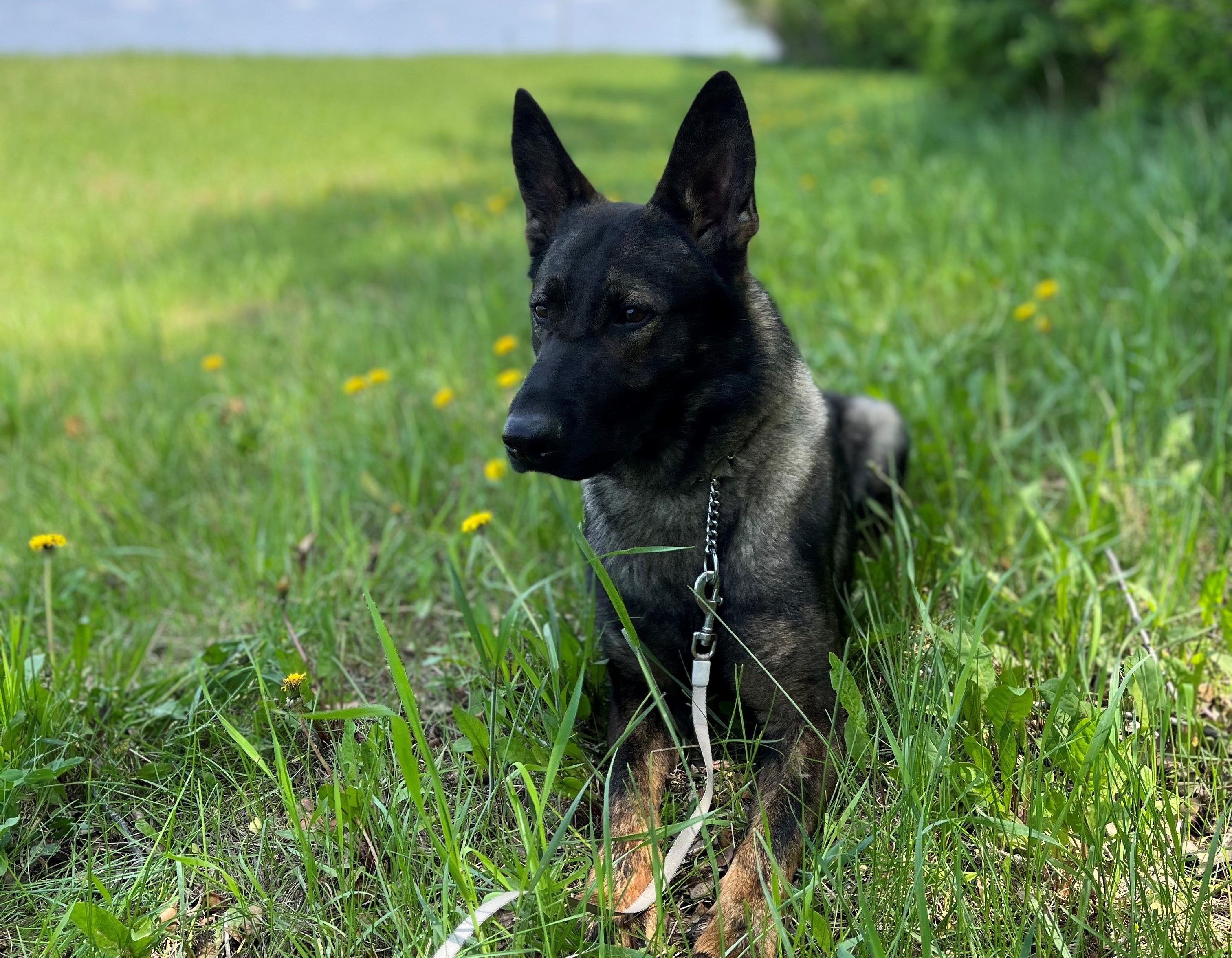 RCMP на Манитоба с помощта на полицейско куче на име