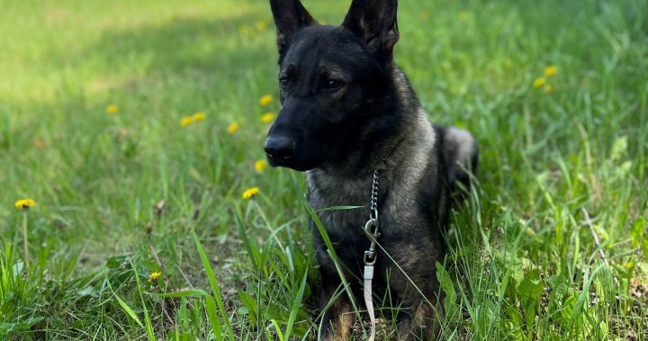 RCMP на Манитоба, с помощта на полицейско куче на име