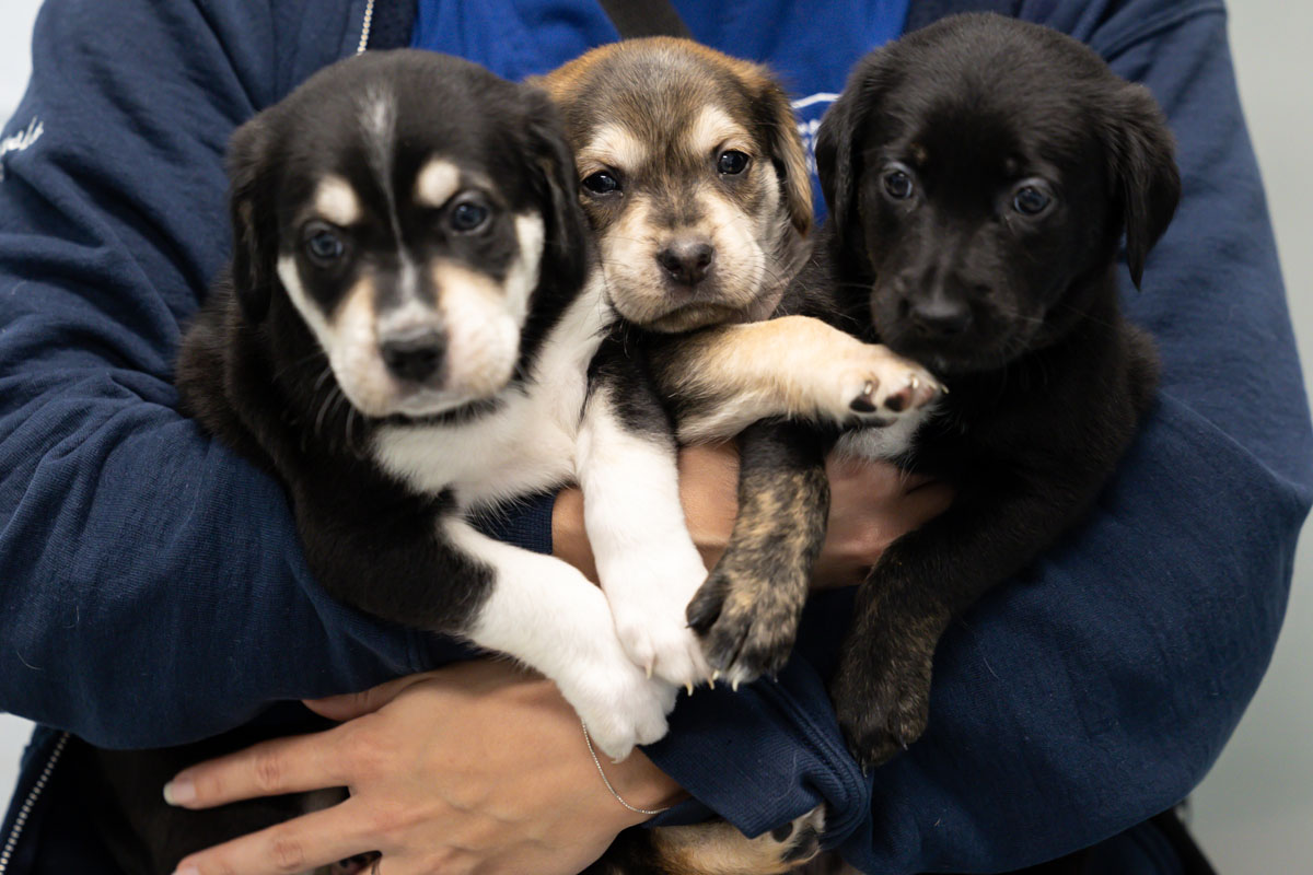 A Humane Society staffer  holds a few of the abandoned puppies.