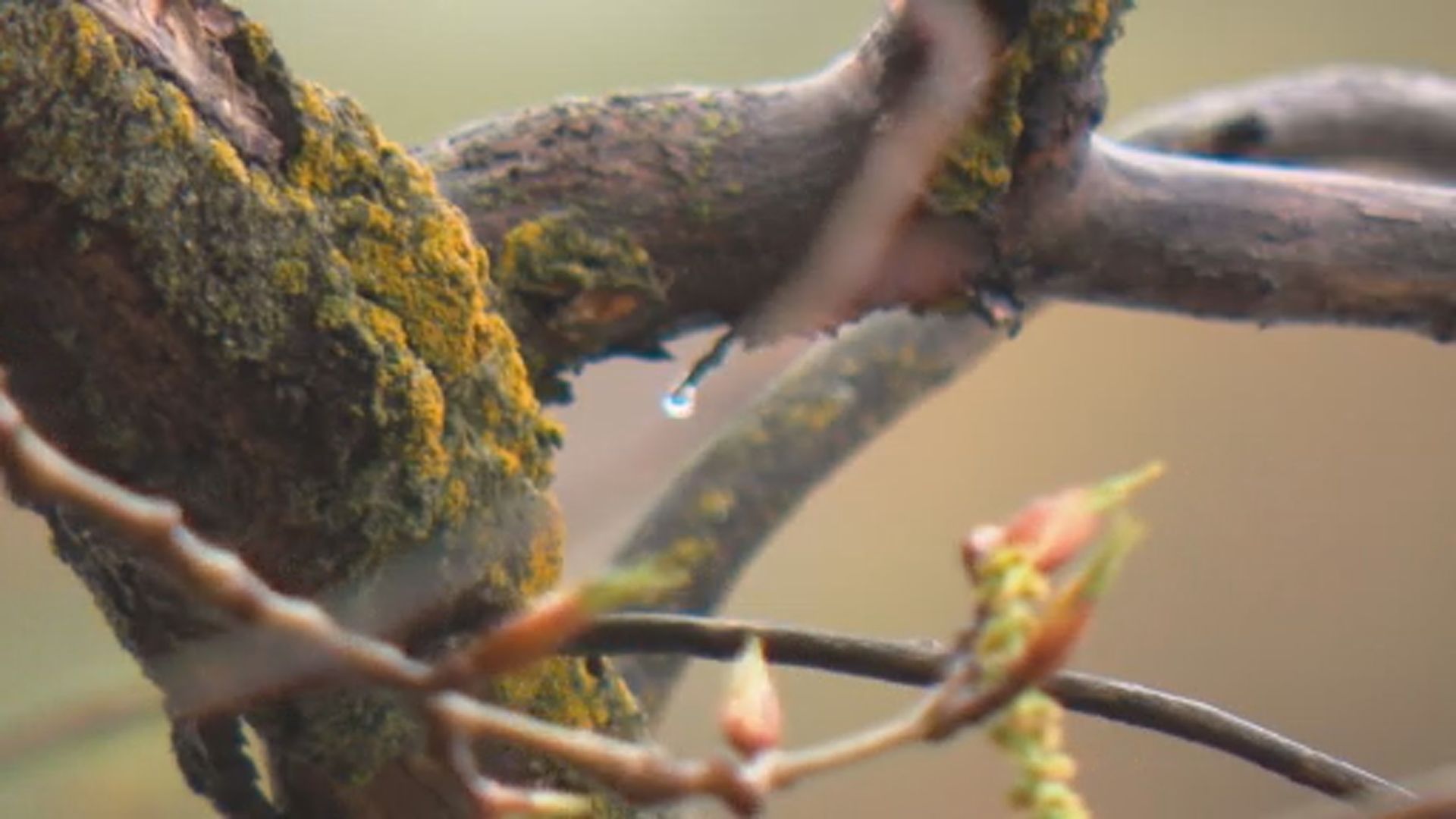 Дъждовното явление което връхлита голяма част от Албърта в продължение