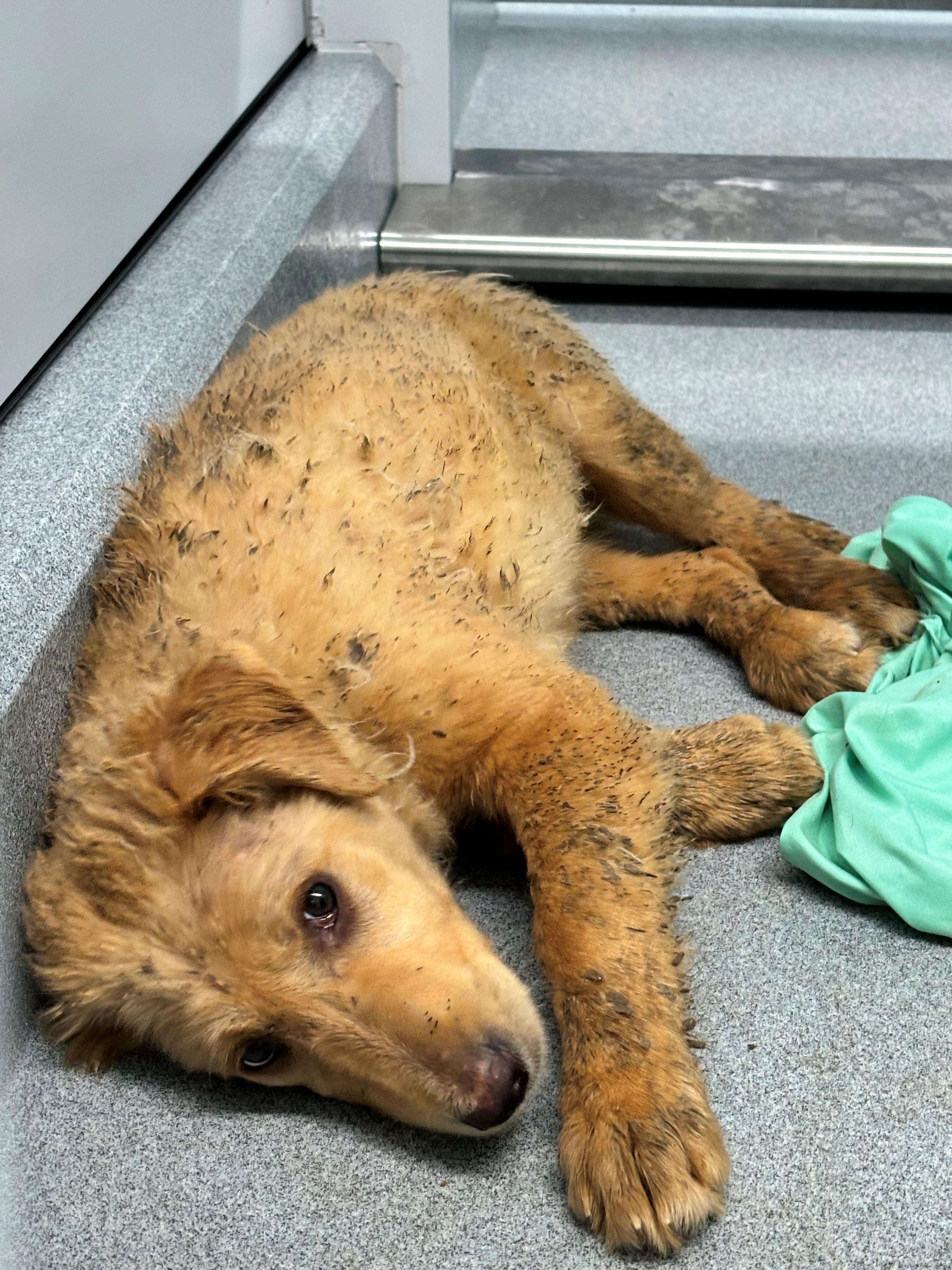 Хуманното общество Regina има много натоварена нощ на 15 май след