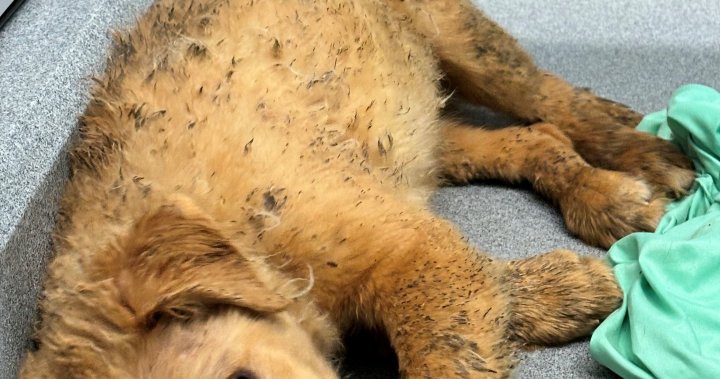 Хуманното общество Regina спасява 26 кучета от ужасни условия, 10 са унищожени