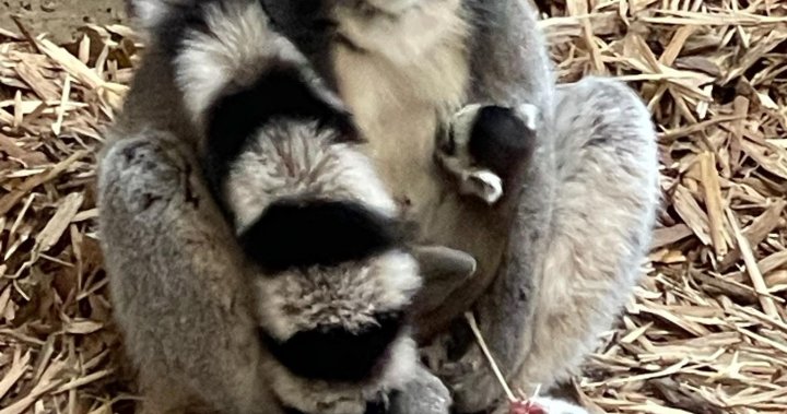 Тази седмица зоологическата градина в Саскатун приветства бебе лемур с пръстеновидна опашка