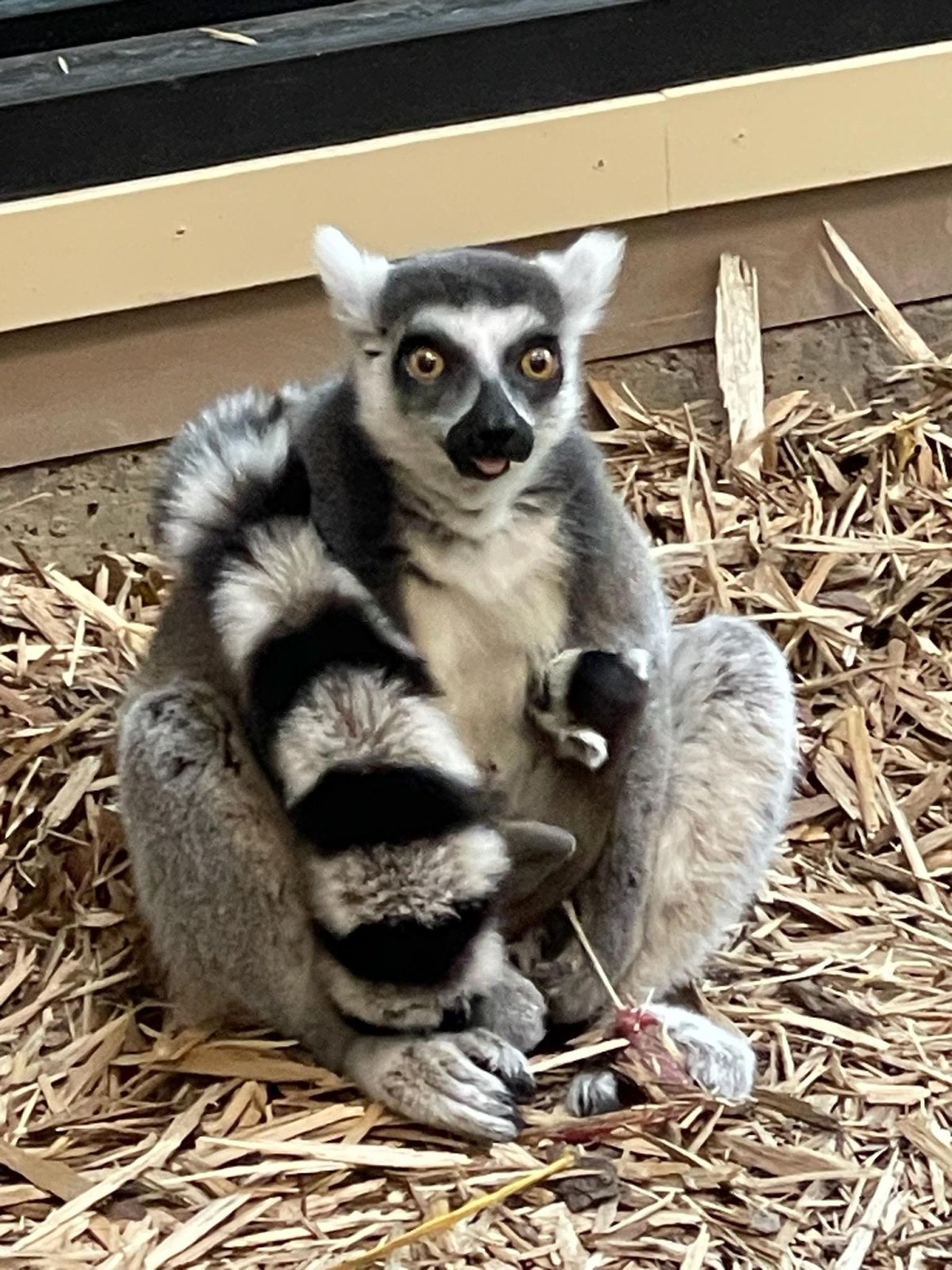 The lemur's mother, Lucy, will let the baby cling to her belly for the first few weeks before moving it to her back, according to a release from the zoo. .