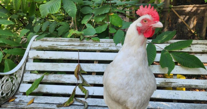 Жена от Северен Ванкувър моли за връщане на откраднатото пиле: „те откраднаха член на семейството“