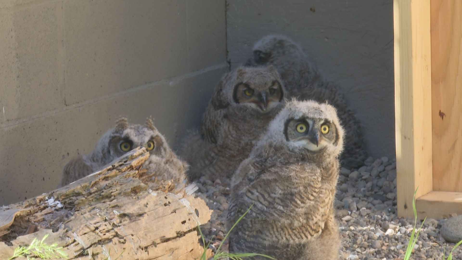 Четиринадесет гушкащи се сови са част от наемателите в центъра