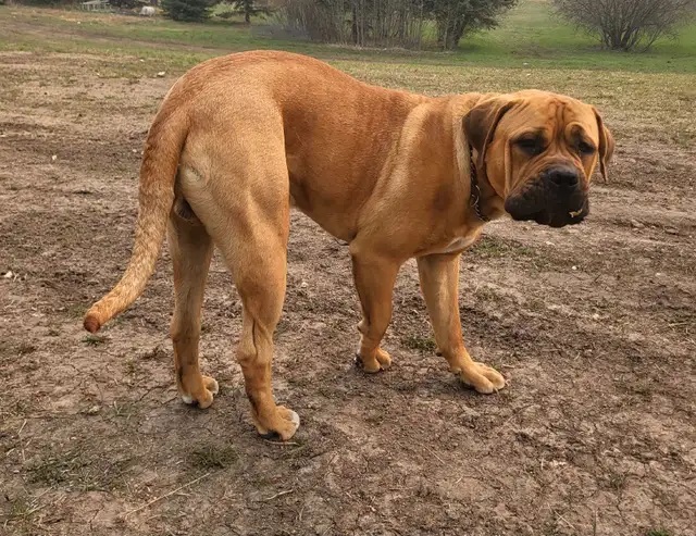Photos from a Kijiji posting advertising a Boerboel was available as a stud dog near Beaumont.