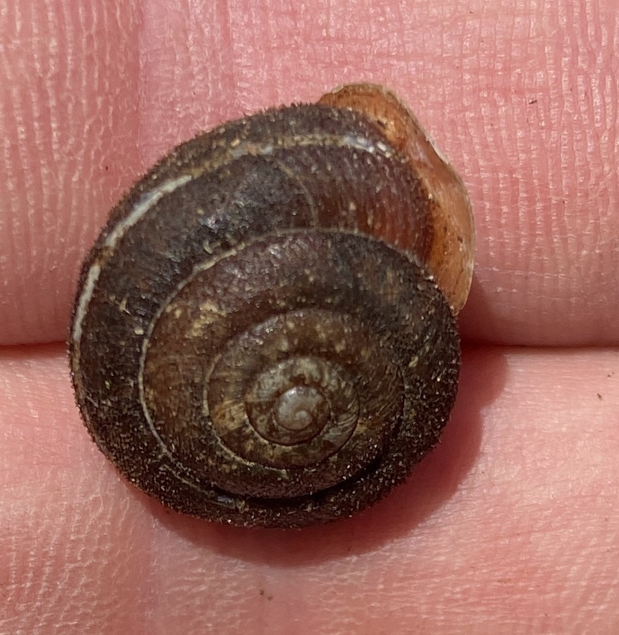 Crowdsourcing app helps prove endangered snail still on Canada’s mainland