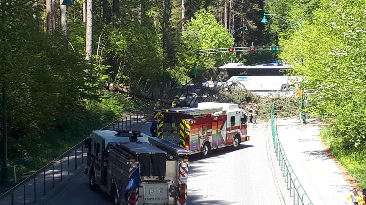A downed tree has closed the Lions Gate Bridge on Tuesday afternoon.
