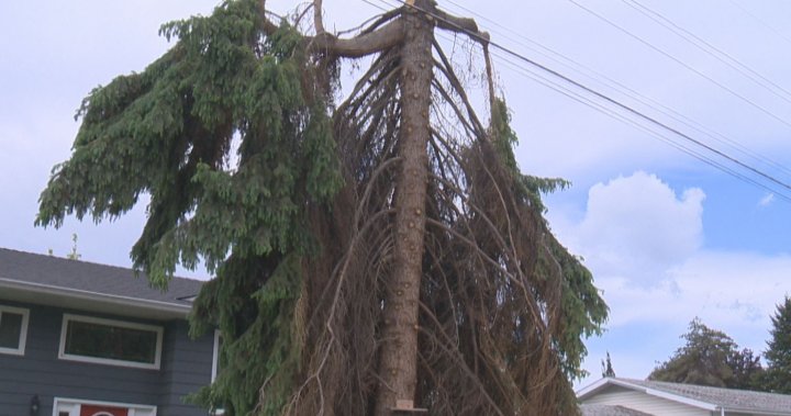 През март голямо смърчово дърво в Оканаган падна по време