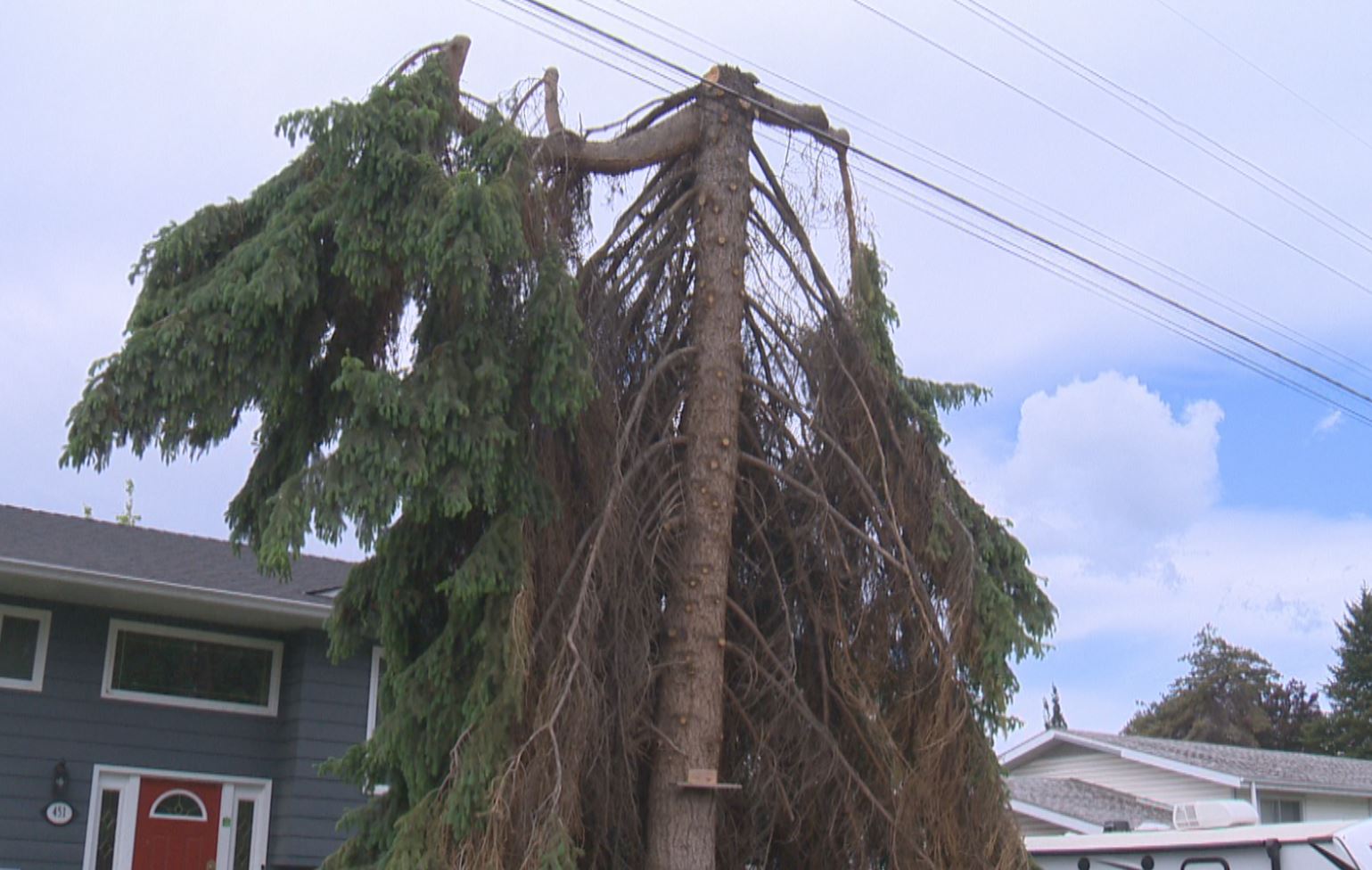 Trees trimmed near power lines in Okanagan raising safety concerns