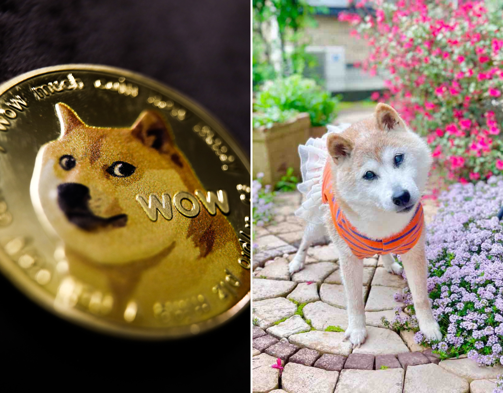 Split screen image of a dogecoin on the left and a photo of Kabosu, the dog who spawned the Doge meme, on the right.