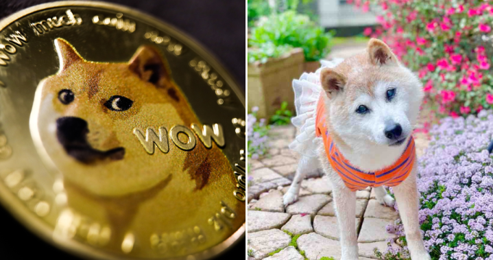 Японското куче, което породи мемето Додж“, почина, собственикът й съобщи