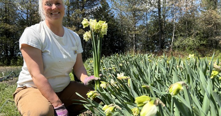 Производителите на цветя в Квебек искат жителите да купуват местно на Деня на майката