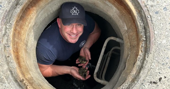 Патета, хванати в капан в дренажна канализация, спасени от пожарникарите на Върнън