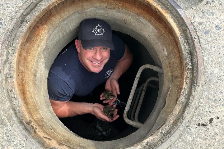 Ducklings trapped in storm drain rescued by Vernon firefighters