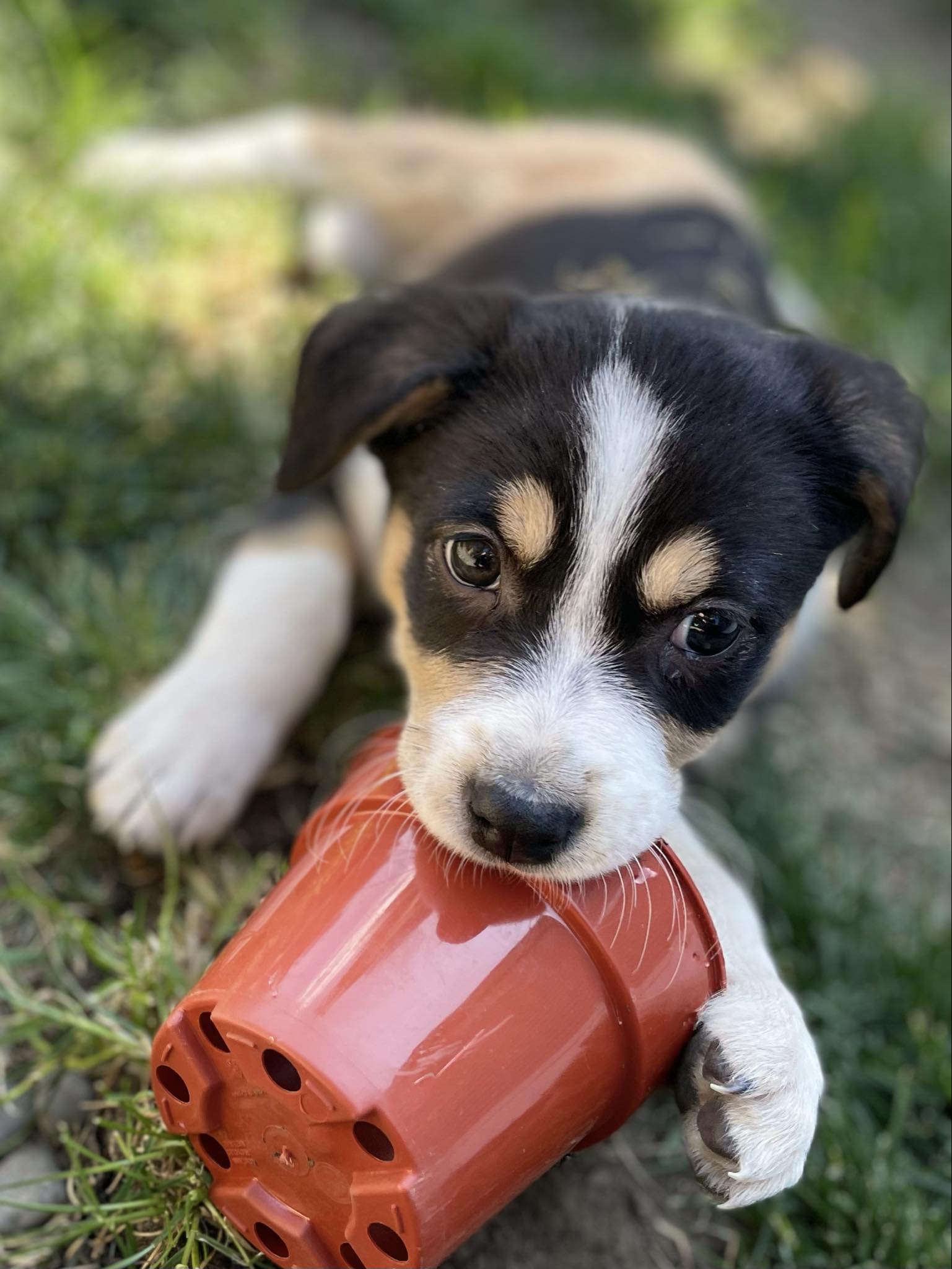 Приютът за животни във Виктория Британска Колумбия се надява обществеността