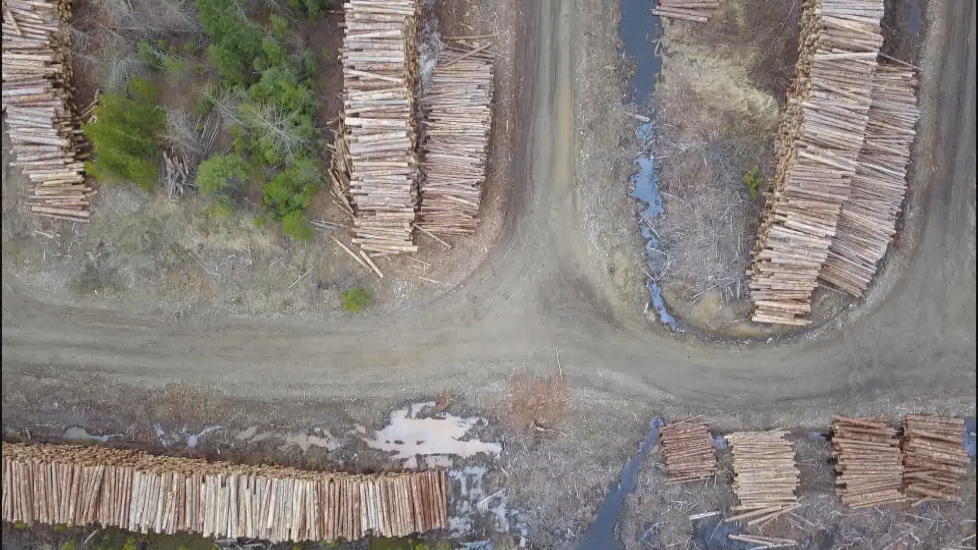 B.C. forestry practices under scrutiny in documentary shown in U.K. - Vimarsana News