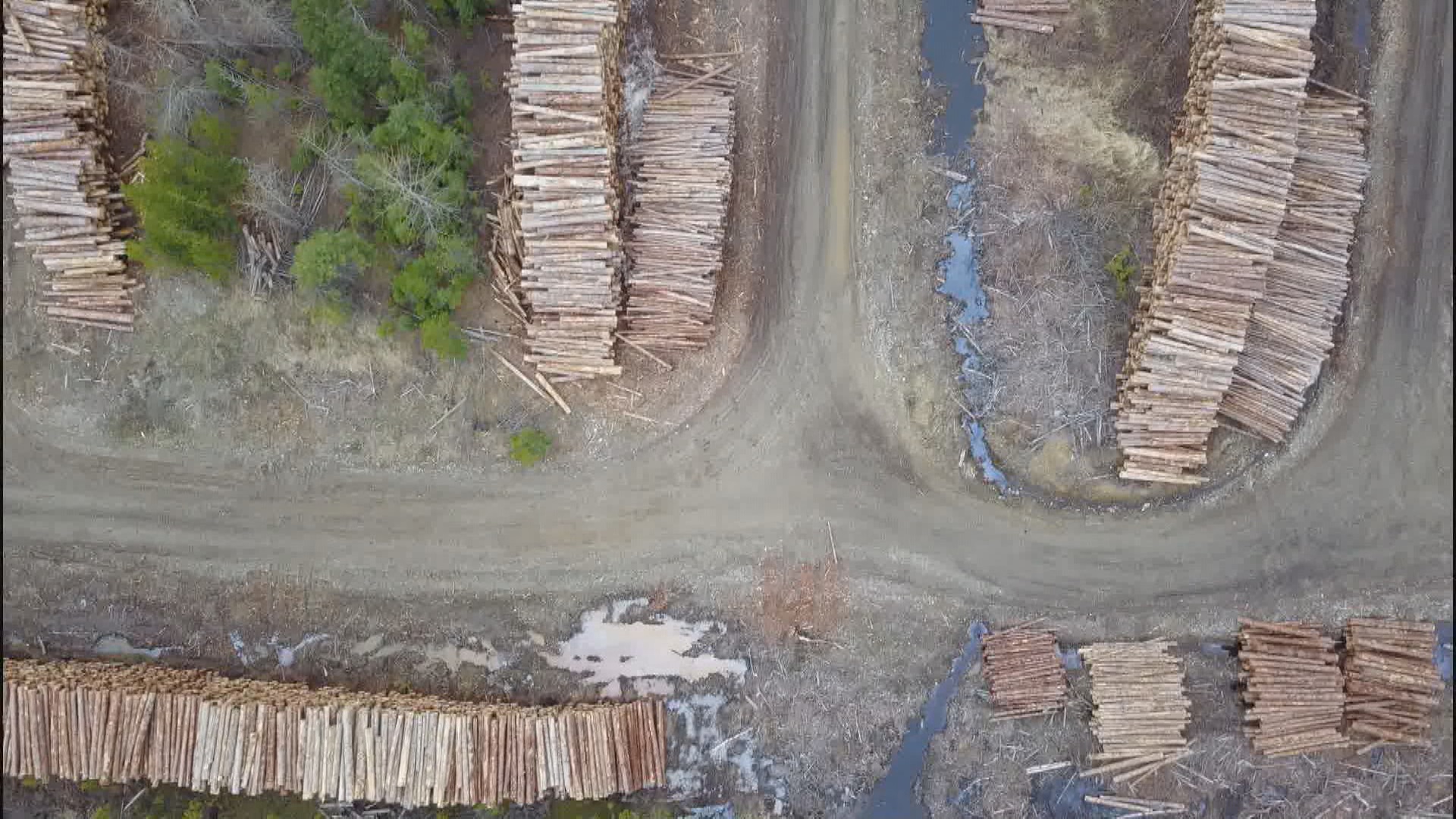 B.C. forestry practices under scrutiny in documentary shown in U.K.