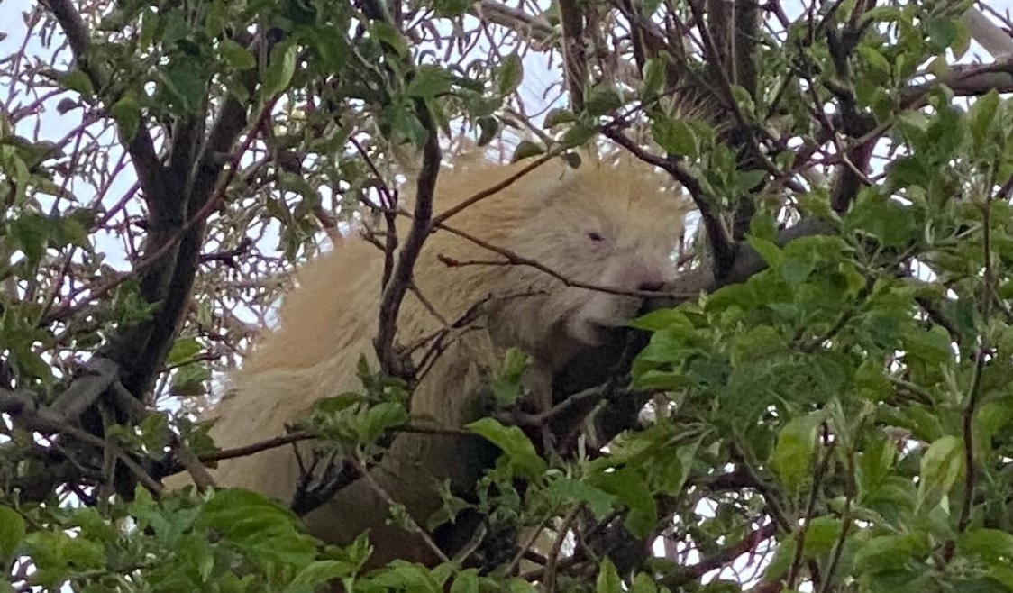 Rare albino porcupine spotted in Medicine Hat | Globalnews.ca