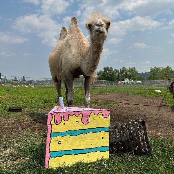 Любим член на семейството на камилите на Edmonton Valley Zoo