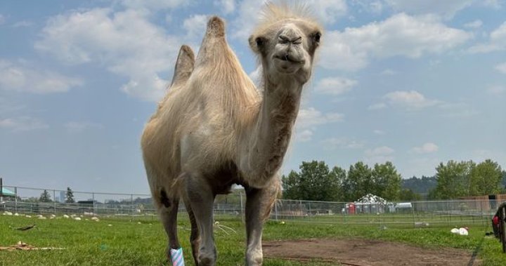 Любим член на семейството на камилите на Edmonton Valley Zoo
