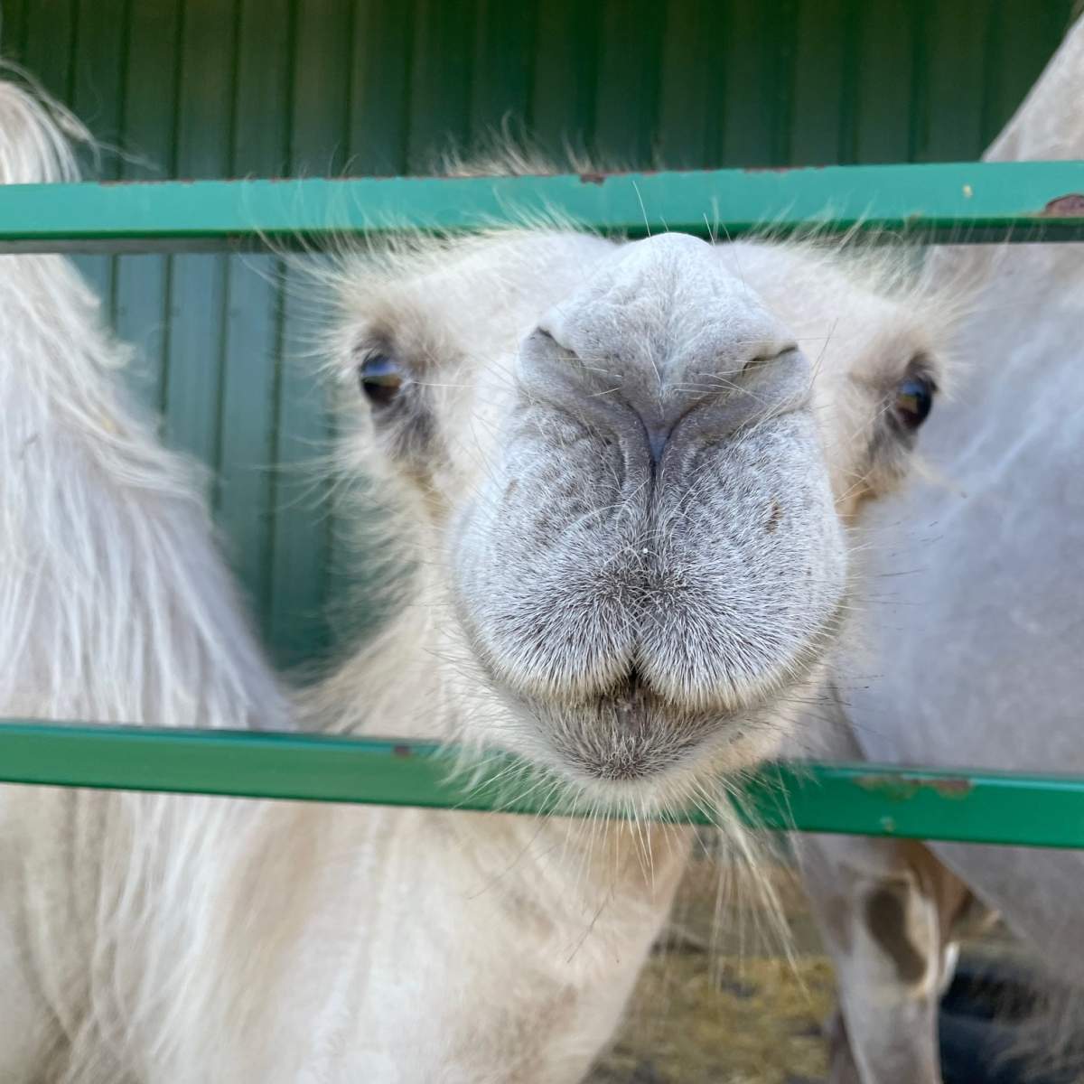 Tuyaa, a three-year-old Bactrian camel at the Edmonton Valley Zoo, has died.