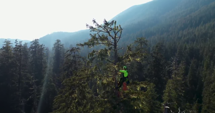 Получете изглед от птичи поглед от едно от най-високите дървета на остров Ванкувър