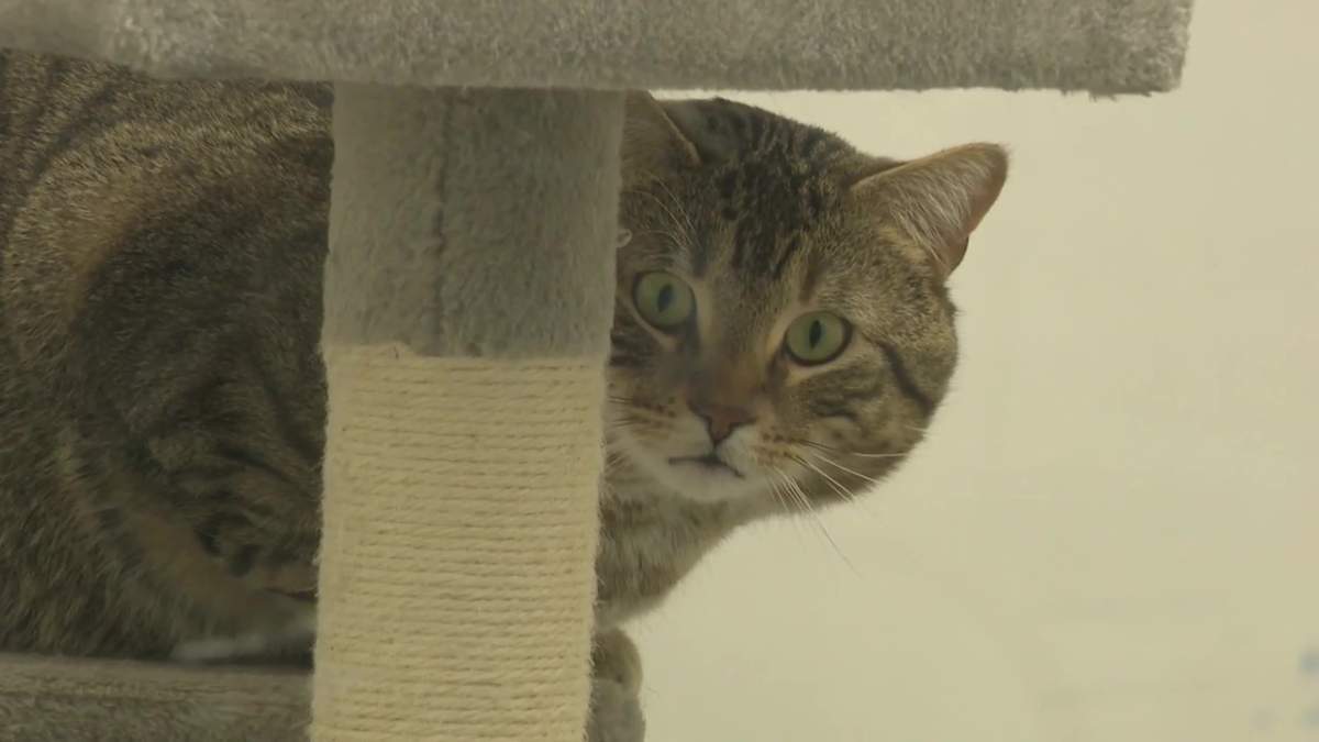 A cat at the Calgary Humane Society, during an event to help attract more volunteers - May 30 2024