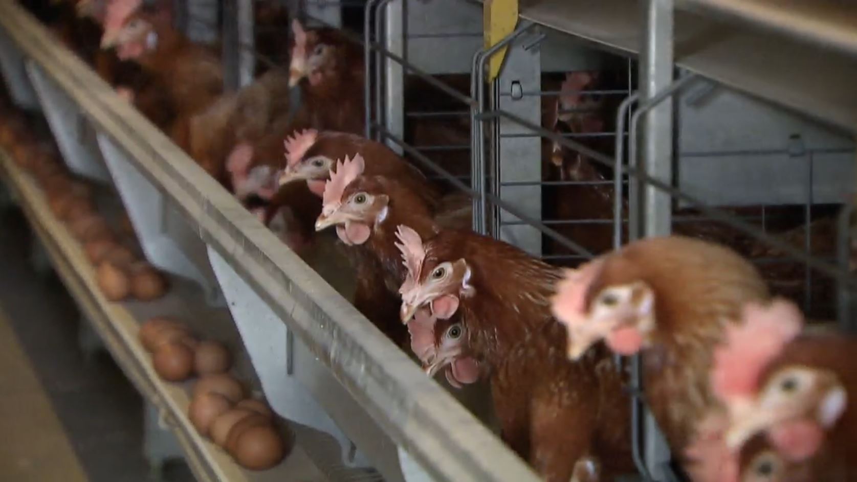 Цената на пилешкото в Б К може да се покачи по високо