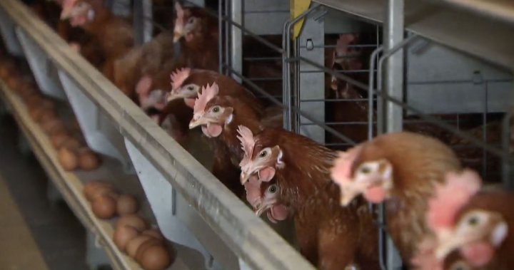 Цените на пилето в пр.н.е. може да се повиши след одобрение на предложението от фермерския съвет