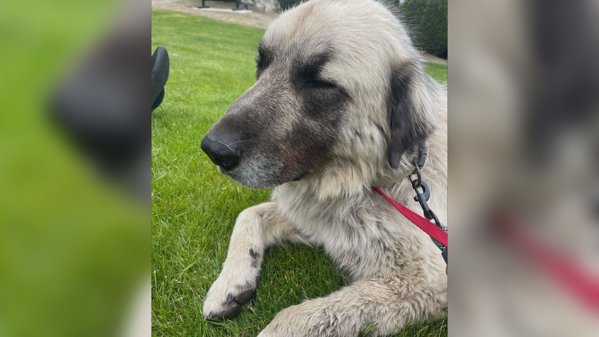 Куче се завръща вкъщи в безопасност след като е избягало