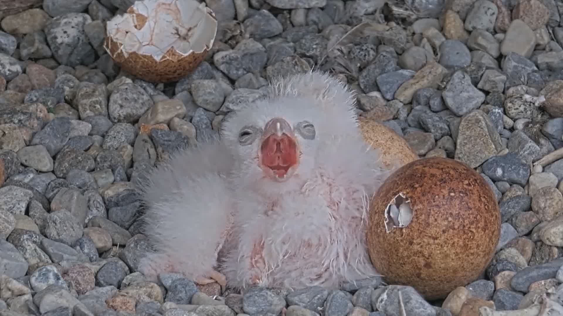 Три нови пиленца на сокол излетяха онлайн привличайки много внимание
