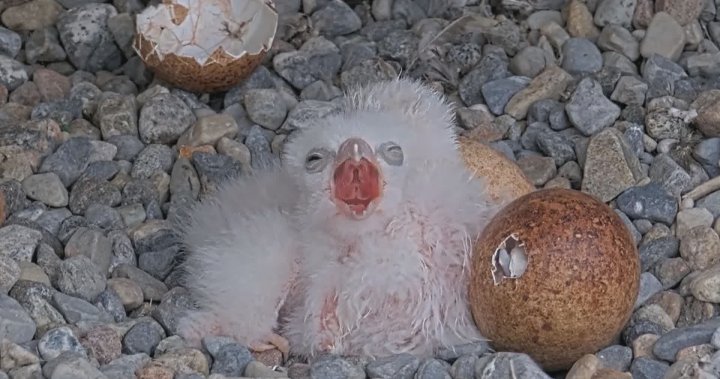 Sky’s the limit: Montreal falcon chicks dazzle thousands online