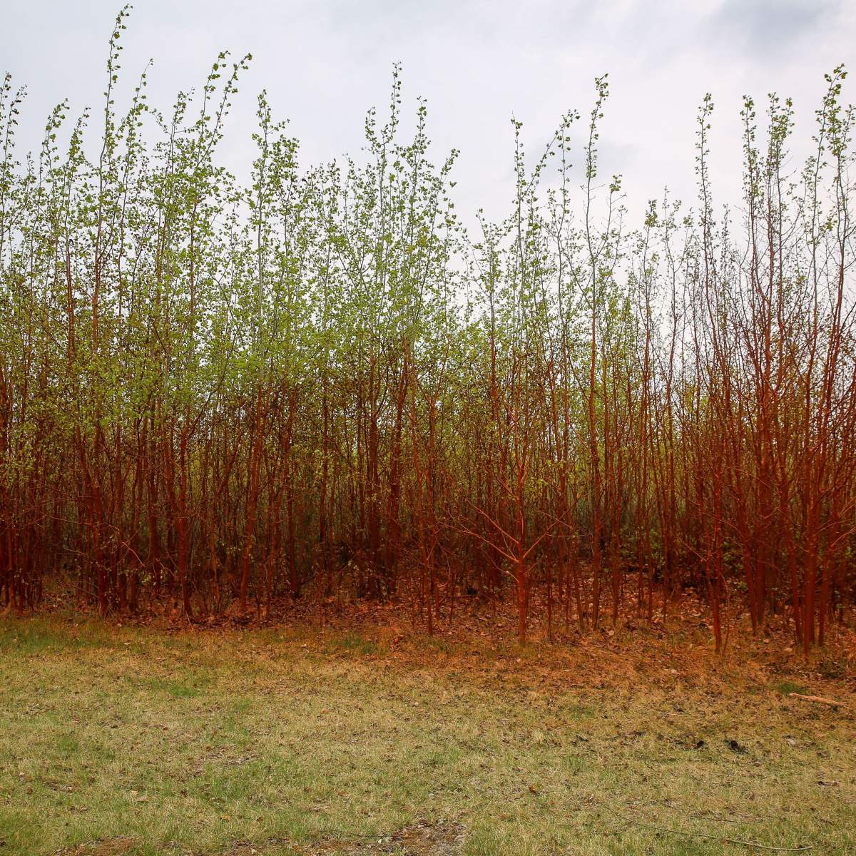 Alberta Wildfire said Friday, May 17, 2024 that structure protection has been completed in the Abasand, Prairie Creek and Beacon Hill neighbourhoods, as well as on the Rickards Landing Industrial Park, Gregoire Lake Estates and Gregoire Lake 176.