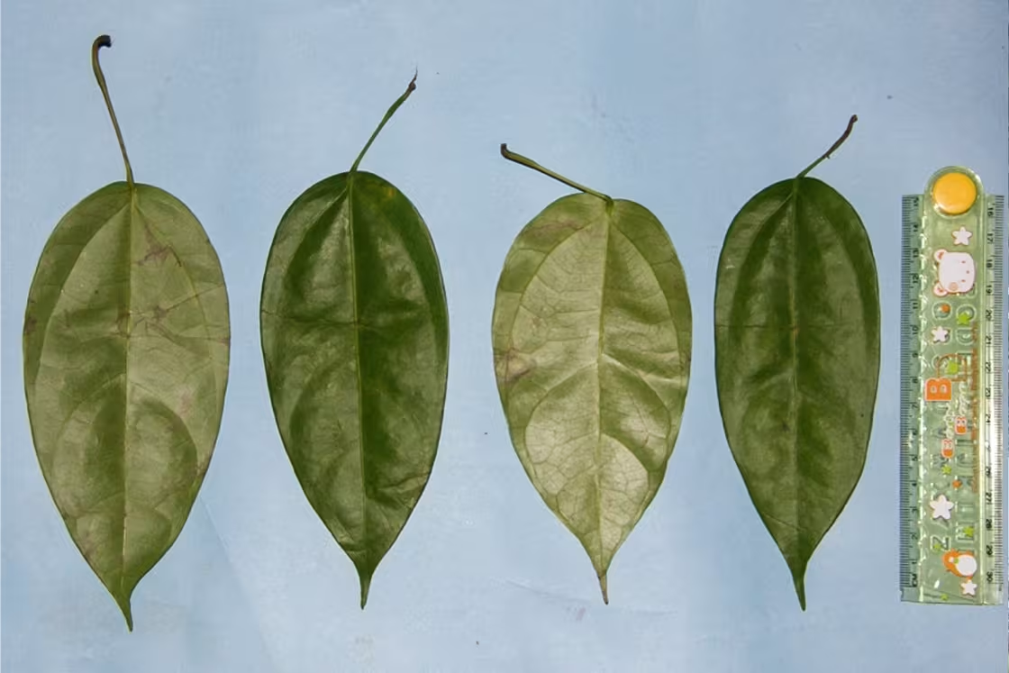 Four Akar Kuning leaves.