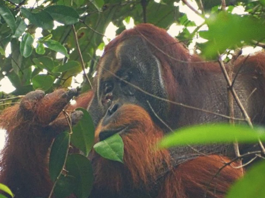 Rakus among Akar Kuning leaves.