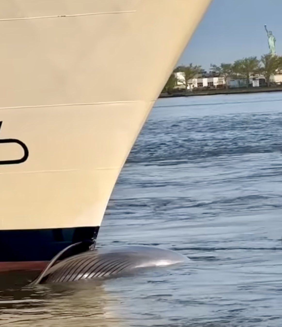 A sei whale carcas is attached to the bow of a ship. Most of its body, save a sleek, curved portion, is underwater.