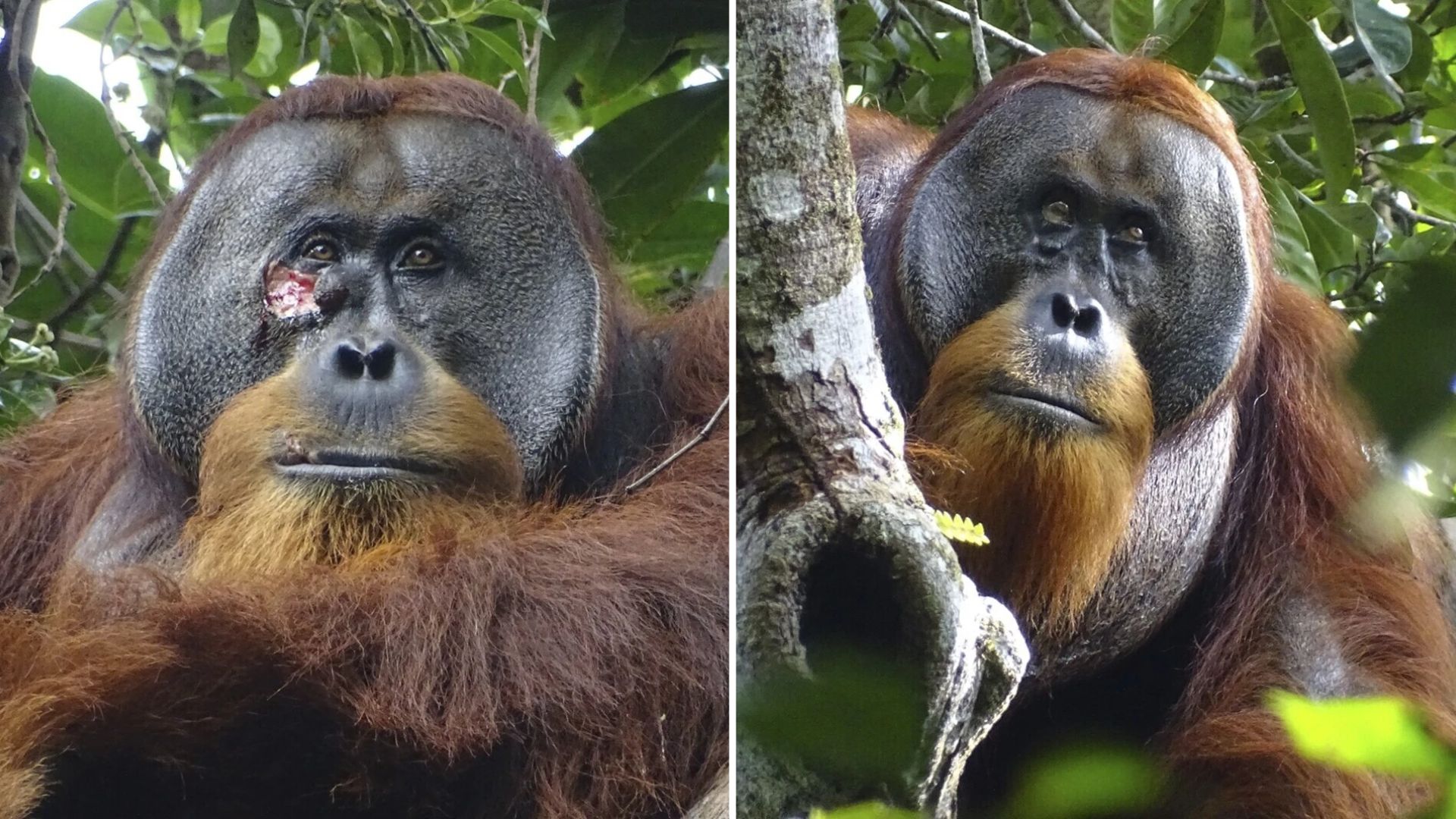 Orangutan treats facial wound with medicinal plant in documented first