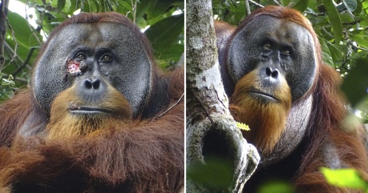 Орангутан третира рана на лицето с лечебно растение за първи път