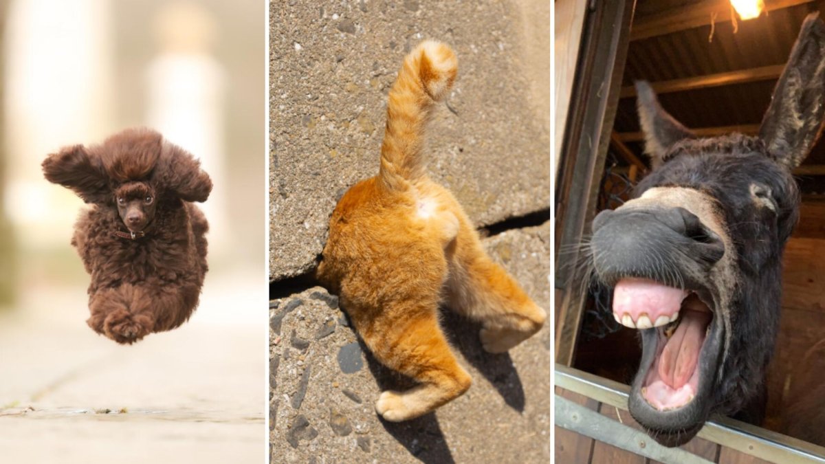 A tri-split image. On the left is a dog mid-air. In the middle is a cat butt. On the right is a smiling donkey.