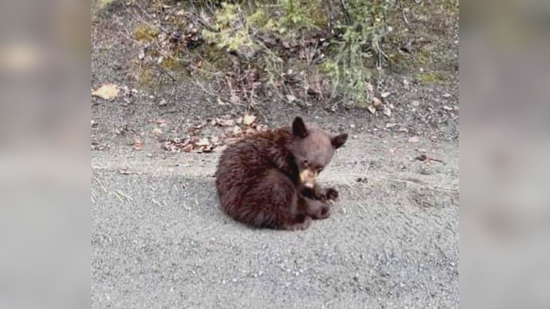 Осиротяло мече близо до Бралорн е твърде старо за рехабилитация