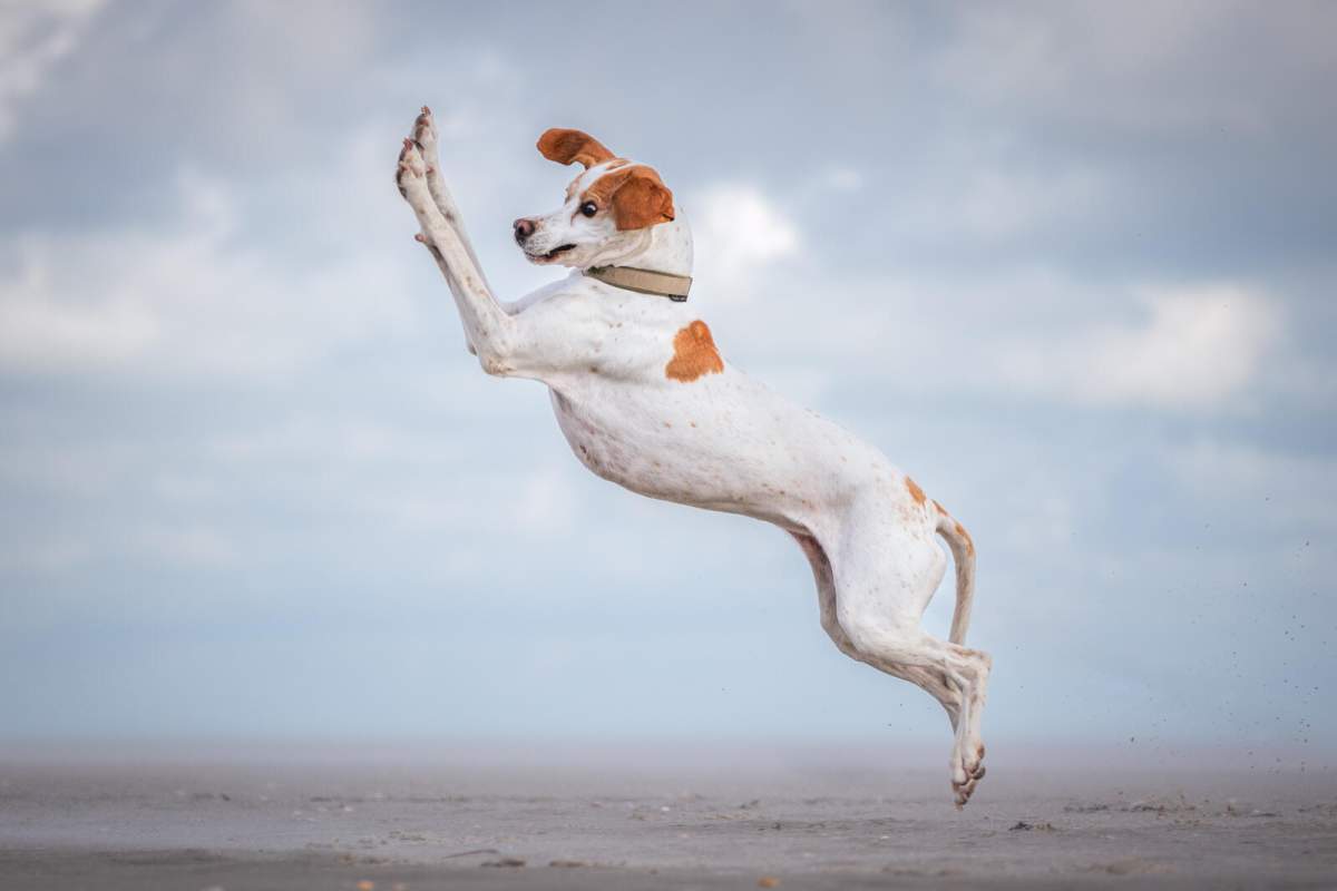 A white and brown dog, leaping in the air