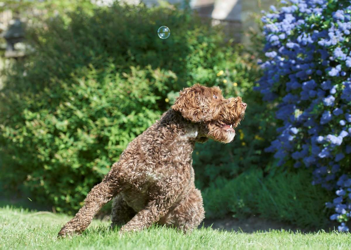 A brown curly dog looking in the wrong direction of a bubble overhead.