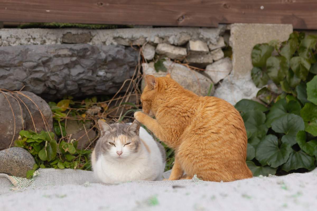 An orange cat appears to whisper in the ear of a sitting white and brown cat.