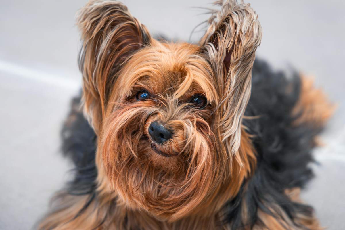 A Yorkie making a funny face.