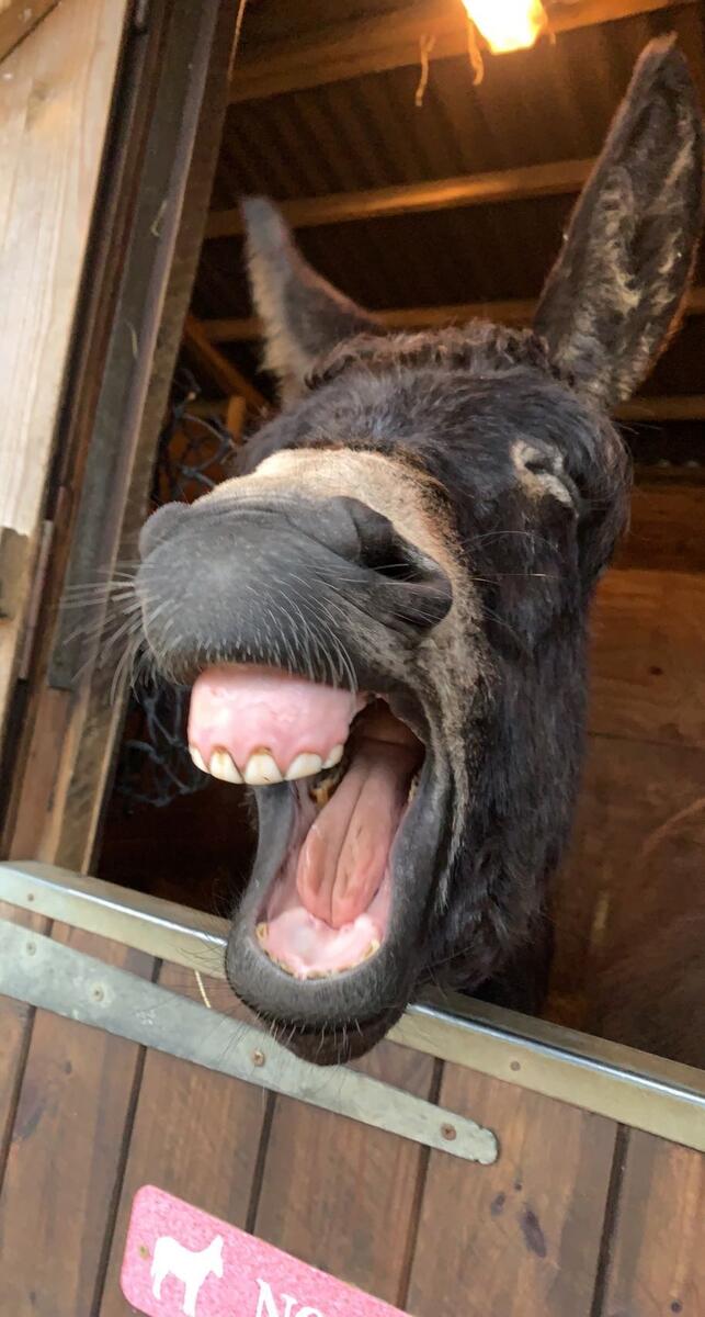 A donkey looks like it's smiling.