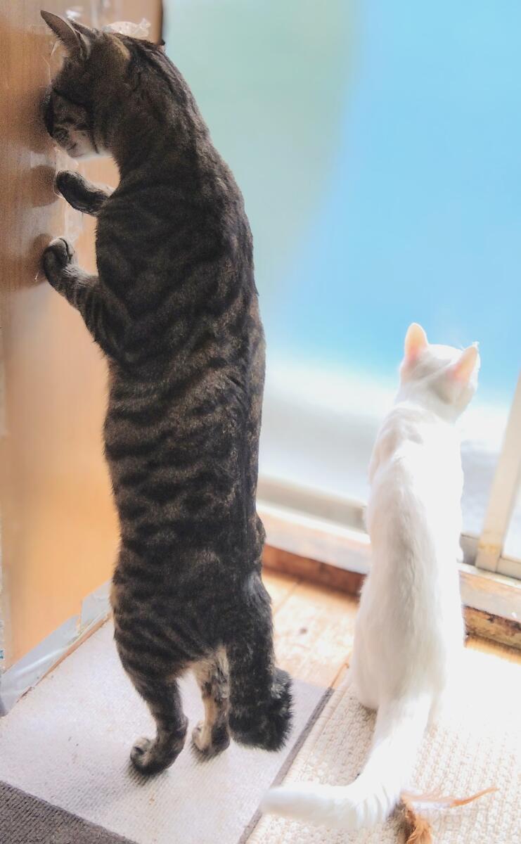 Two cats. One is looking out a window, the other has its head against a wall.