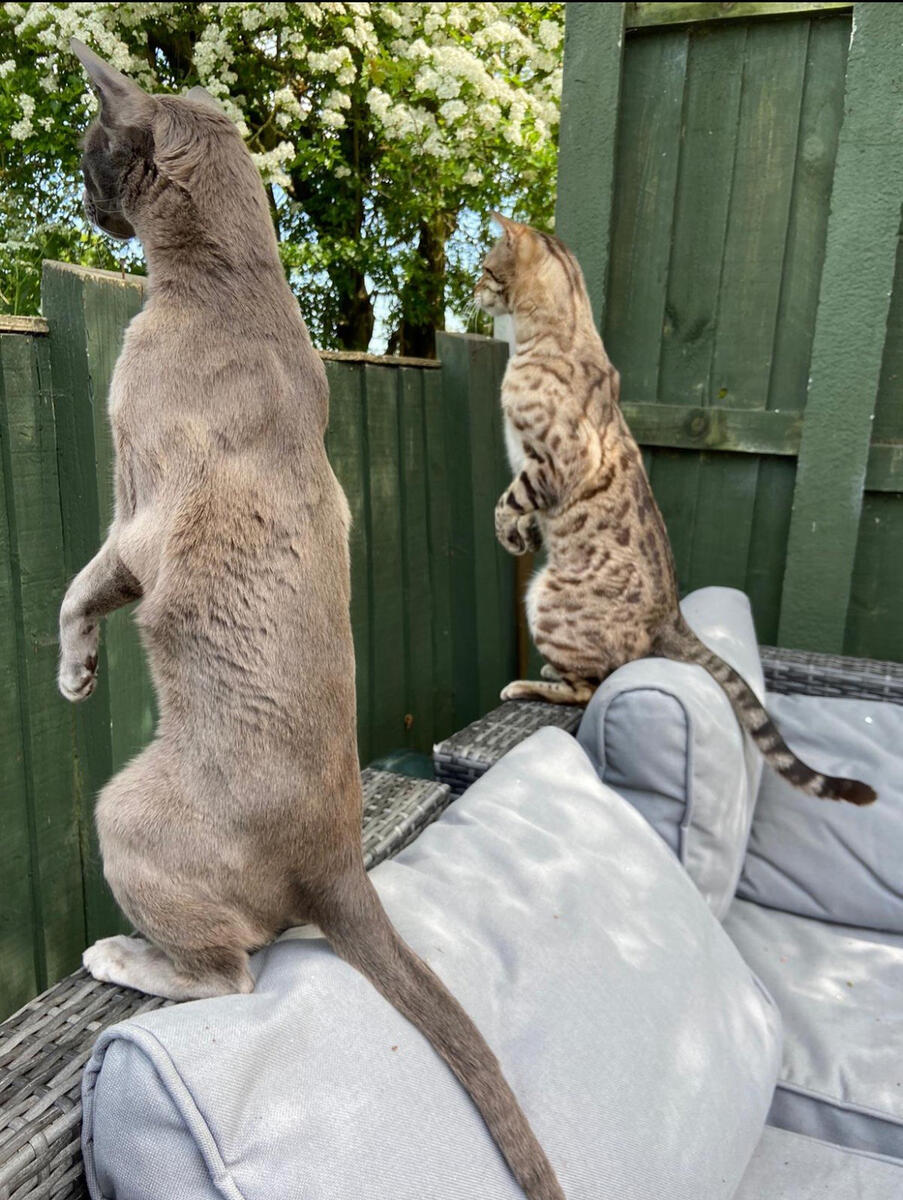 Two cats stand on two legs to peek over a fence.