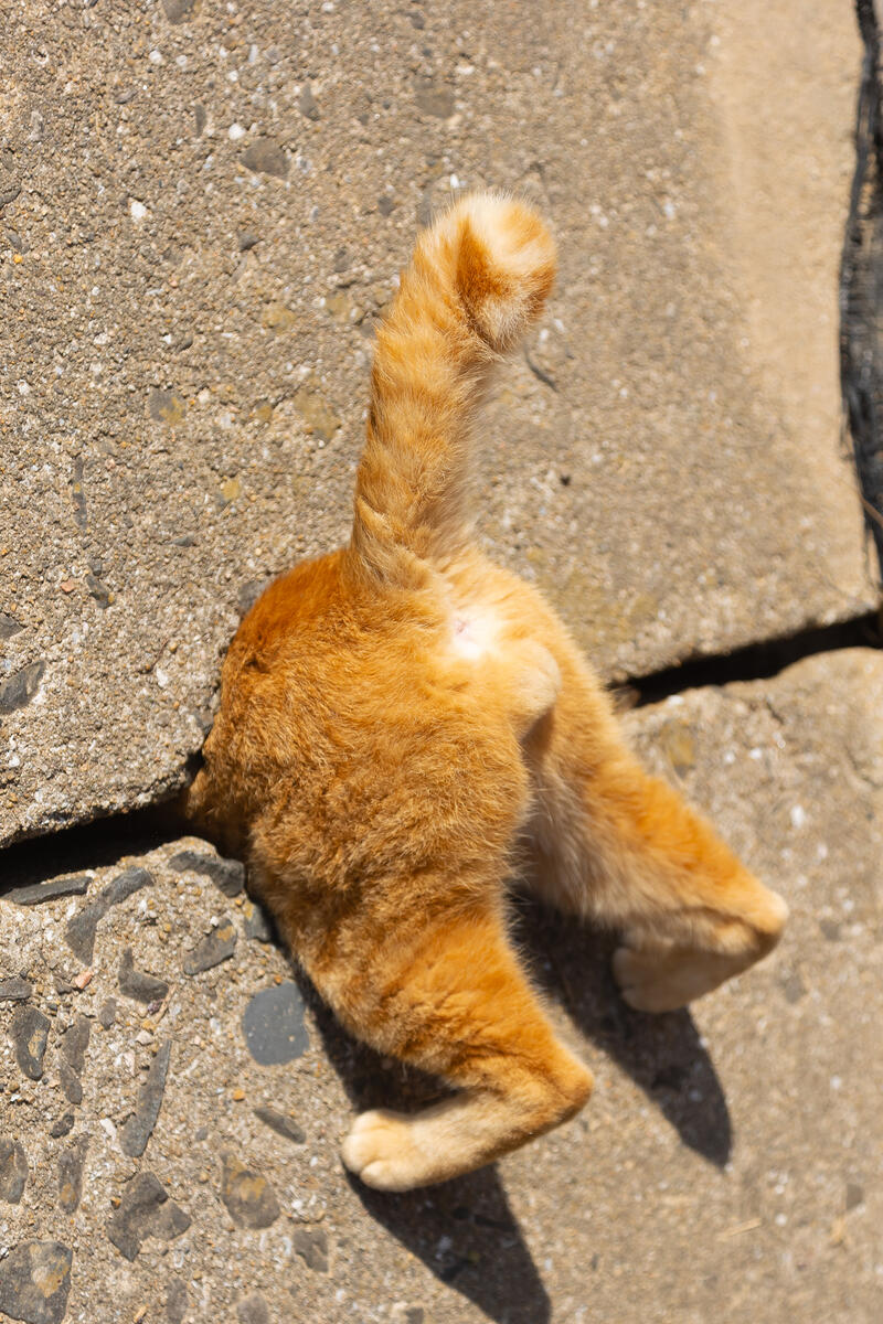 An orange cat, stuck between two pieces of concrete. It's butt is showing.
